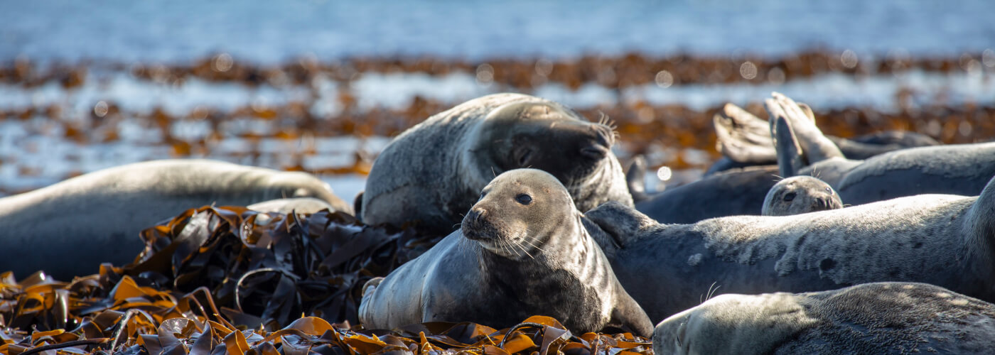 Discover Scottish Wildlife Parks