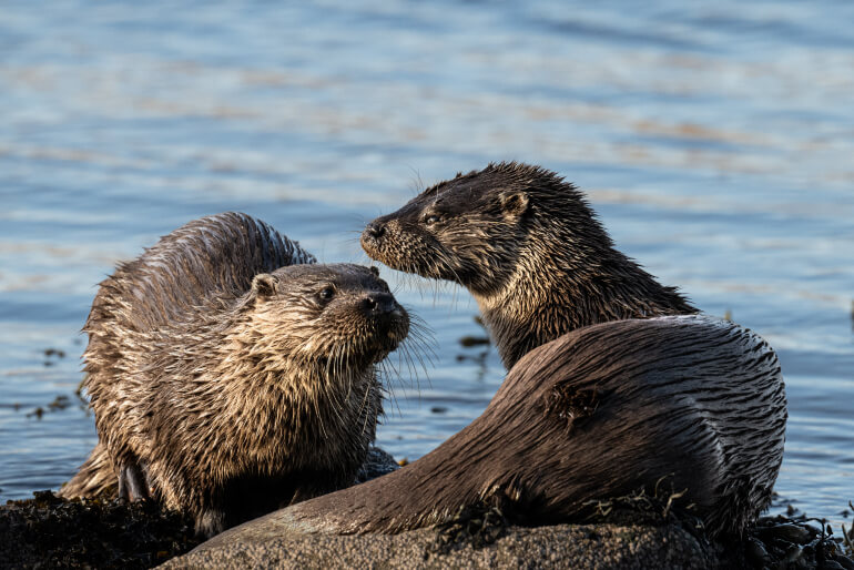 Isle of Mull Wildlife Reserve