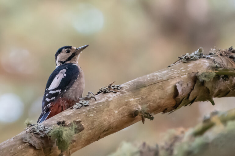 RSPB Loch Garten