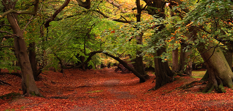 Hiking Ashridge