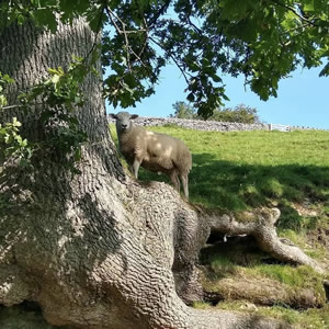 Instagram photo with sheep, trees and field - Link to social post