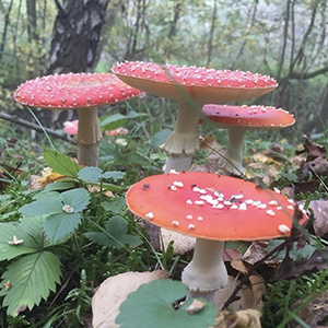 Nature Valley Instagram red mushroom - Link to social post