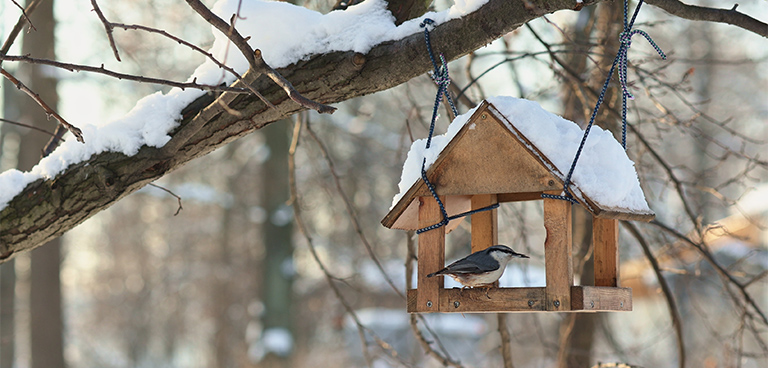 Bird Feeder