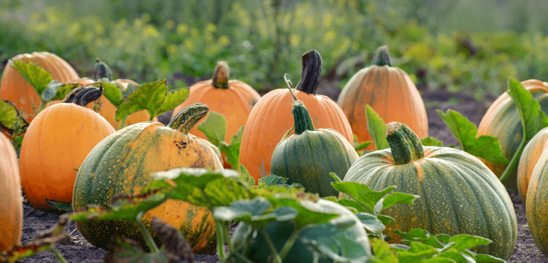 A bustling pumpkin patch on a sunny autumn day, filled with pumpkins of all sizes and colors.