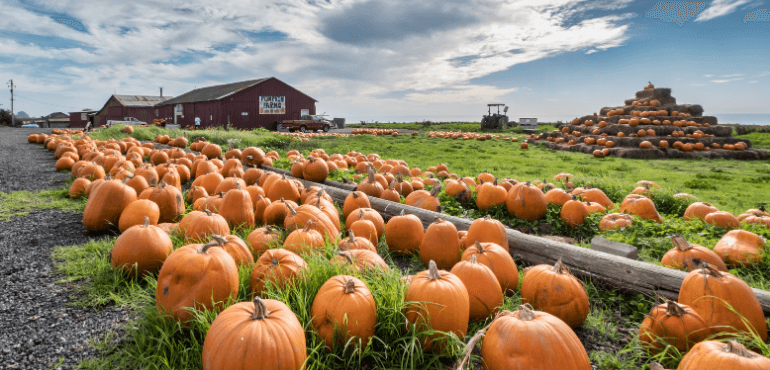 A peaceful pumpkin patch scene with a red barn in the background.