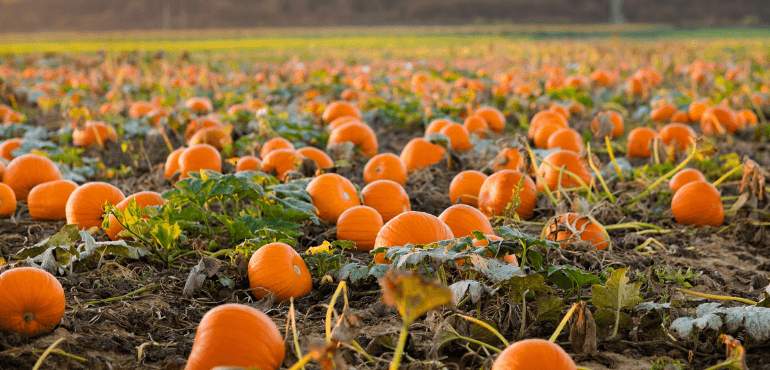 A scenic pumpkin patch scene with rows of ripe pumpkins against a backdrop of fall foliage.