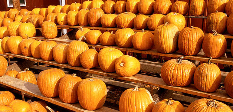 Many Pumpkins stacked in rows of wooden racks.
