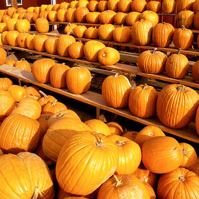 Many Pumpkins stacked in rows of wooden racks.