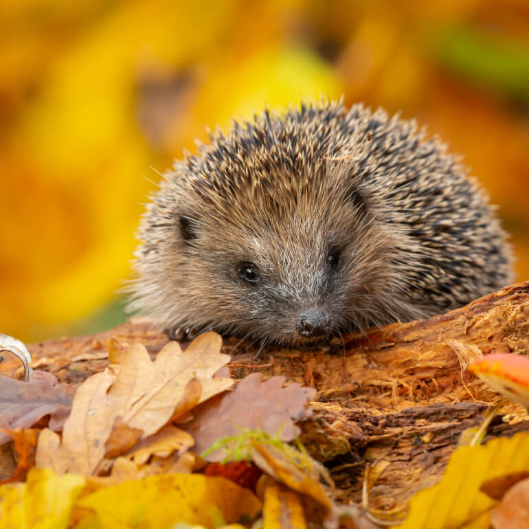 hedgehog surrounded with autumn leaves