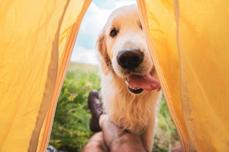 A man sitting inside a camping tent photographing a dog looking inside the tent.